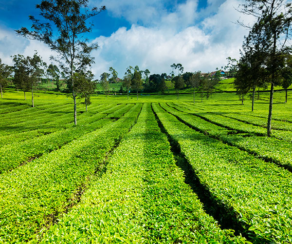 Makaibari Tea Estate