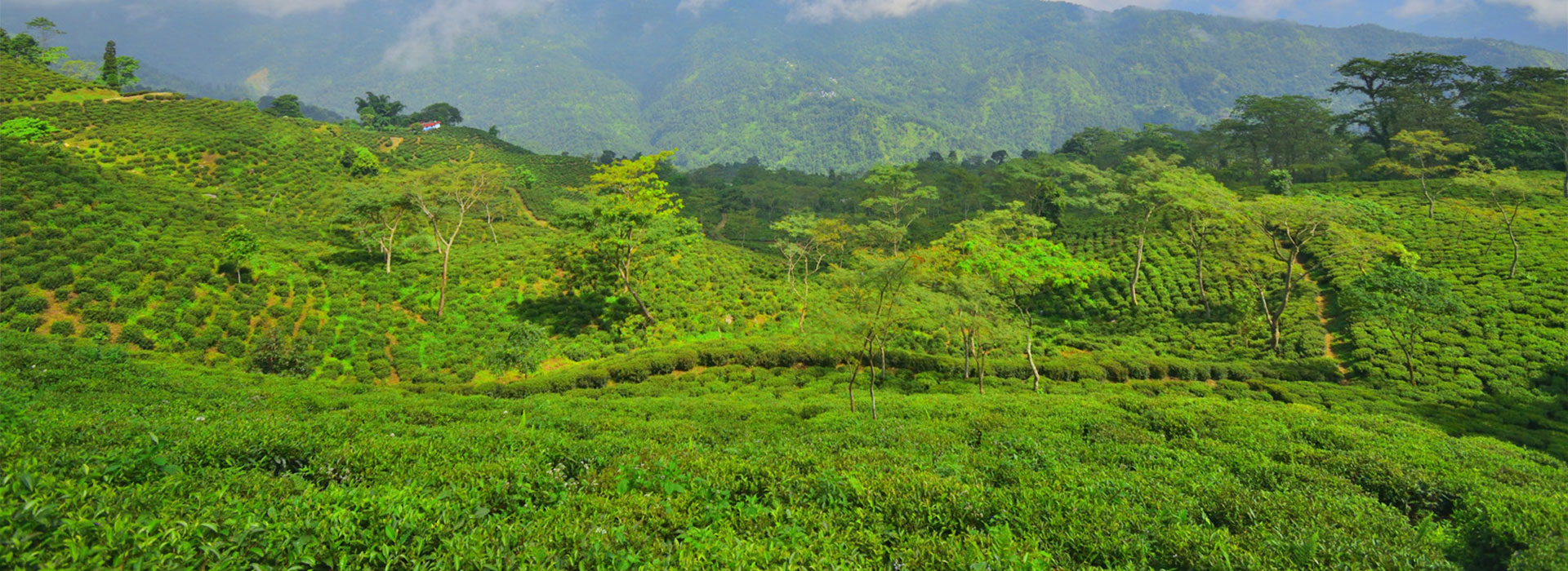 Darjeeling Glenburn Tea Estate Stay