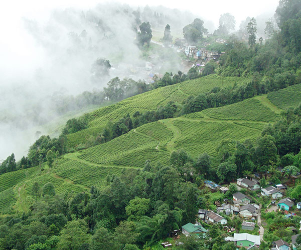 Tea Estate Tours